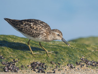 Least Sandpiper eating a worm