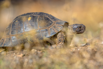 Marginated tortoise vegetation