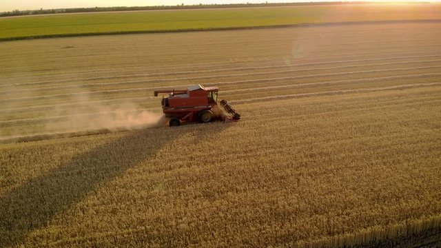 Modern combine harvester universal machine intended for effective collecting of various grain crops in field. Drone shot of autumn agricultural work and concept of food industry