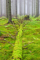 Fallen tree in the woods