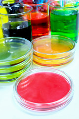 petridish in laboratory