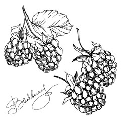 Vector Blackberry healthy food. Black and white engraved ink art. Isolated berry illustration element. © yanushkov