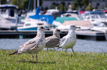 Seagulls on the grass near the water edge