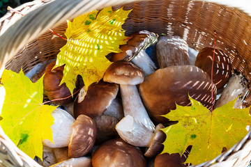 Fall harvests - Mushrooms Boletus and yellow maple leaves in a wicker basket. ECO - organic autumn forest goodies.