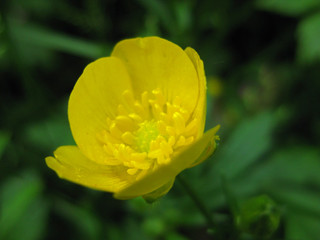 Gelber Hahnenfuss in Blüte Closeup