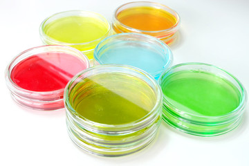 petridish in laboratory