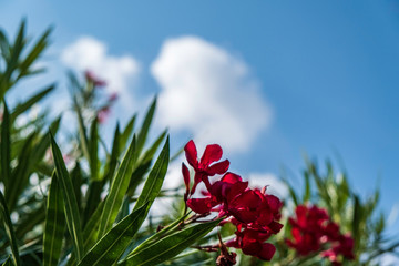 Laurier rose et ciel bleu