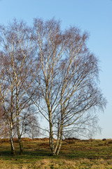 Obraz premium Brzoza piaskowa bez liści