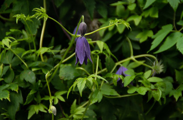 blue flower on green background