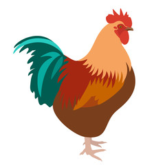Rooster isolated on white background, vector illustration of rooster in profile
