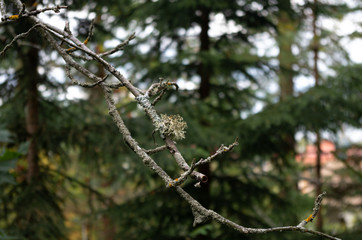 lichen on branch