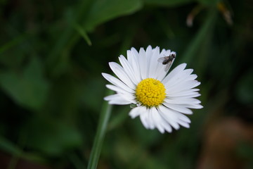 Blume mit Fliege