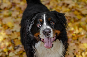 Fototapeta premium bernese mountain dog with autumn yellow and red leaves. dog head smile