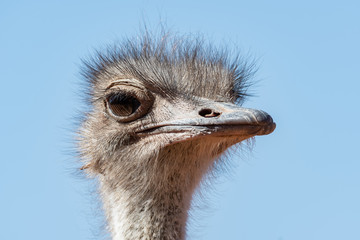 AMAZING NATURE AND ANIMALS IN NAMIBIA