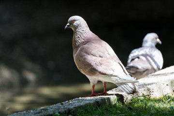 Nice pigeon posing for me in front of another pigeon
