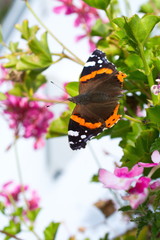 Admiral wärmt seine Flügel auf