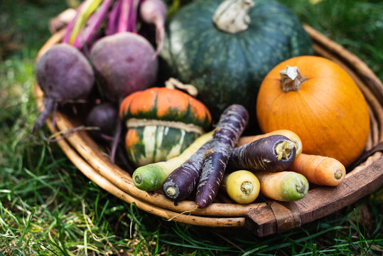 Organic vegetables, colorful carots, red beets, pumpkin, gourd, squash in a basket