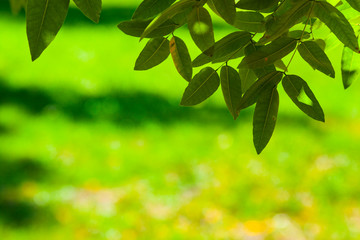 Green leaves close-up.