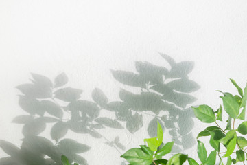 Leaves shadow branch of tree background on white concrete wall
