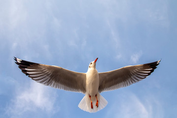 Under view of the seagull are flying on the blue sky with clouds at Samutprakarn province , Thailand.
