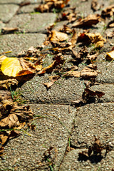 Path with fallen autumn leaves