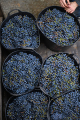  Image of the collection of wine grapes in Galicia