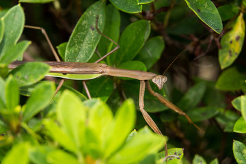 草陰のカマキリ