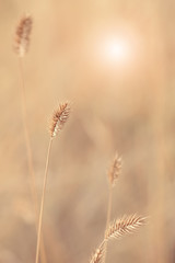 Dry autumn grass in the sunlight on a beautiful blurred natural background. Selective focus. Sunny...