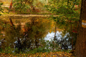 Beautiful autumn landscape. Autumn gradient of flowers. Colorful foliage on the trees.