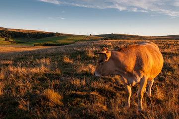 portrait of a cow. in a field just before sunset.