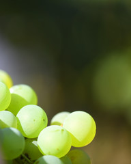  Image of the collection of wine grapes in Galicia