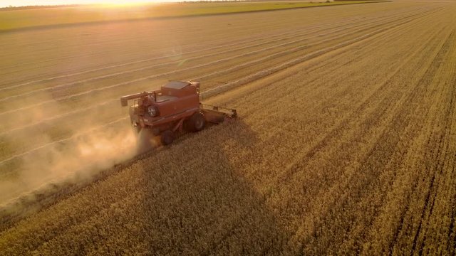 Aerial view of beautiful footage of combine harvester mowing crops in sunlight at sunset. Drone shot of autumn agricultural work and concept of food industry