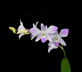 Fototapeta premium White-purple Orchid (Orchidaceae) flower on the black background.