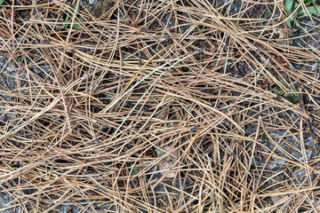 Background Created From Dry Pine Needles