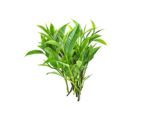 Green tea leaf isolated on white background