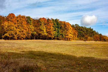 Obraz premium Beautiful autumn landscape. Autumn gradient of flowers. Colorful foliage on the trees.