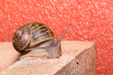 Macro photo of a snail with its antennae and eyes