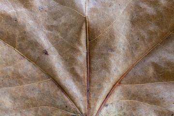 Closeup Brown Autumn Leaf Texture