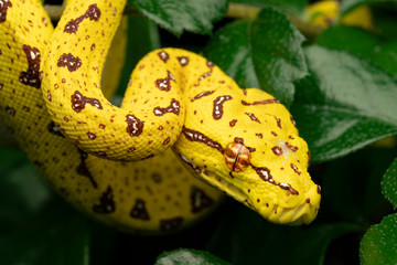 Close-Up of Juvenile Biak Green Tree Python