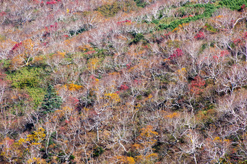秋の知床　知床横断道路沿いの紅葉と葉の落ちた木（北海道・斜里町）