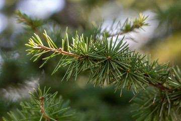 Closeup Green Pine Tree Branch 