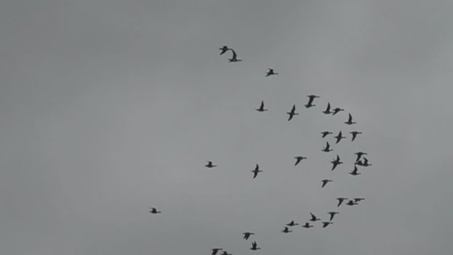 Wild Duck Cluster. A flying half-moon shaped flock of ducks. Mainly Wigeon (Anas penelope). Bird migrations. Super slow motion 1000 fps