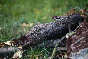 wood in grass