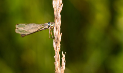 The eyes of the dragonfly perched on a branch