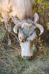 portrait of a cow eating grass on background of autumn forest. Closeup view