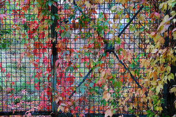 colorful grape leaves on old metal gate. Autumn background