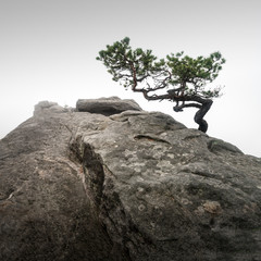 Alte Kiefer auf dem Lilienstein in der Sächsischen Schweiz