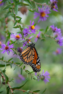 Monarch Butterfly on Flower