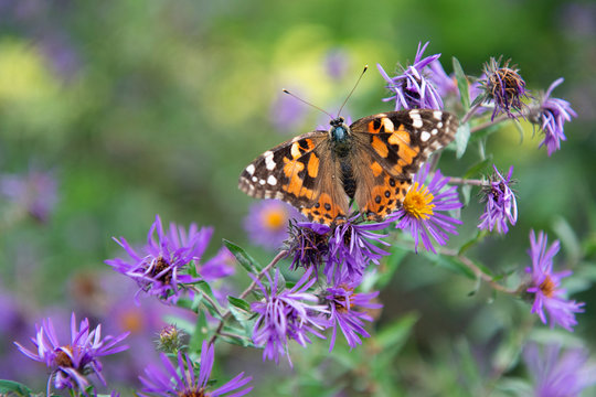 Painted Lady Butetrfly Perched on Flower