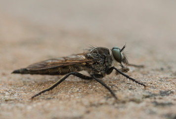 Robberfly seen at Uttarakhand,India
